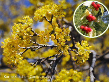 Kornelkirsche - Cornus mas.png